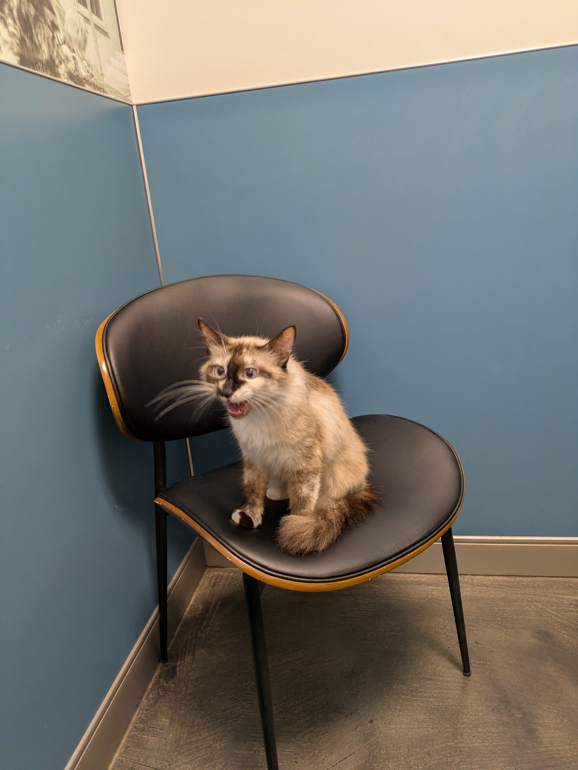 Marshmallow sitting on a chair at the vet office, mid-meow
