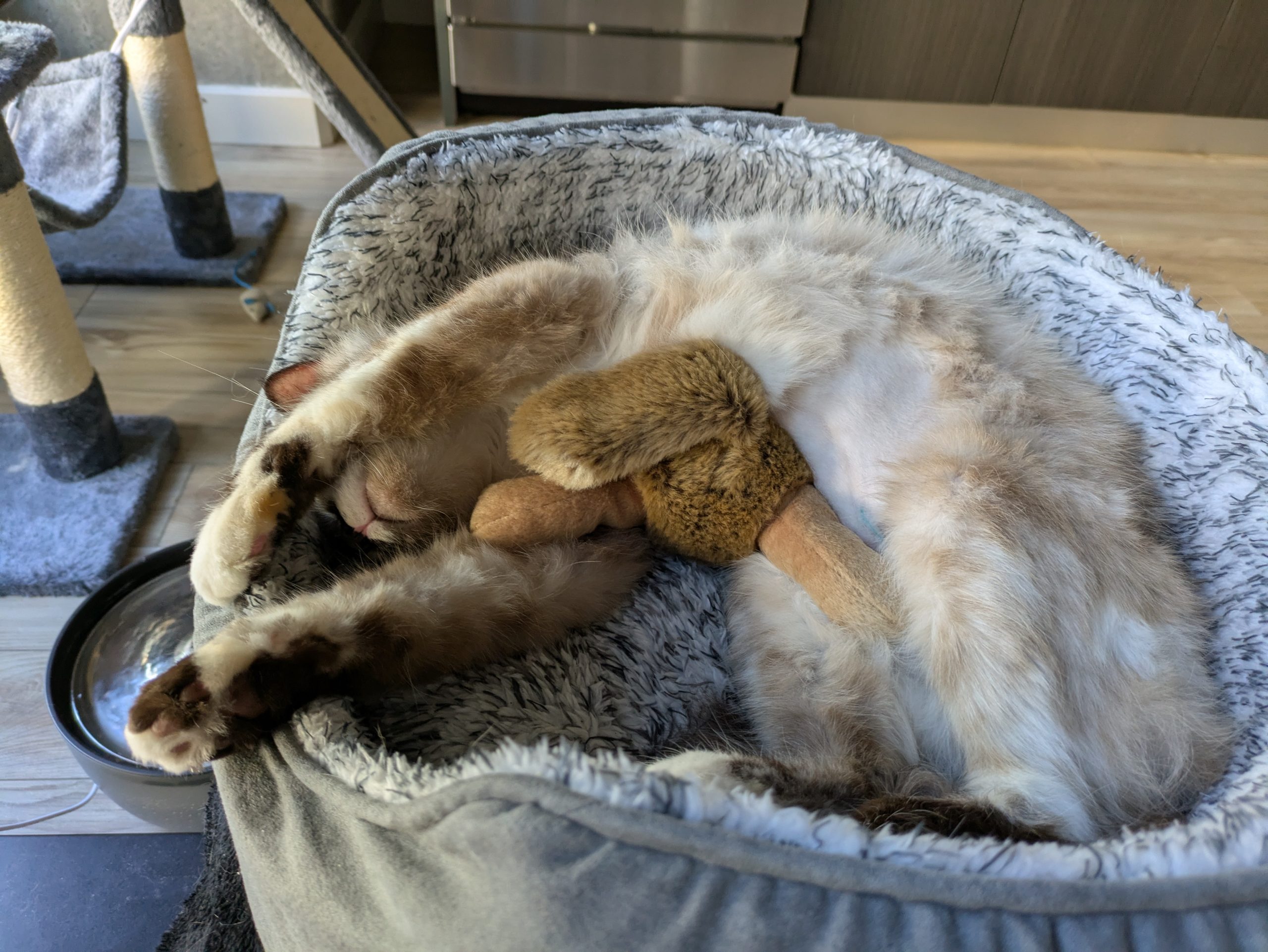 Marshmallow laying in a cat bed, sprawled out