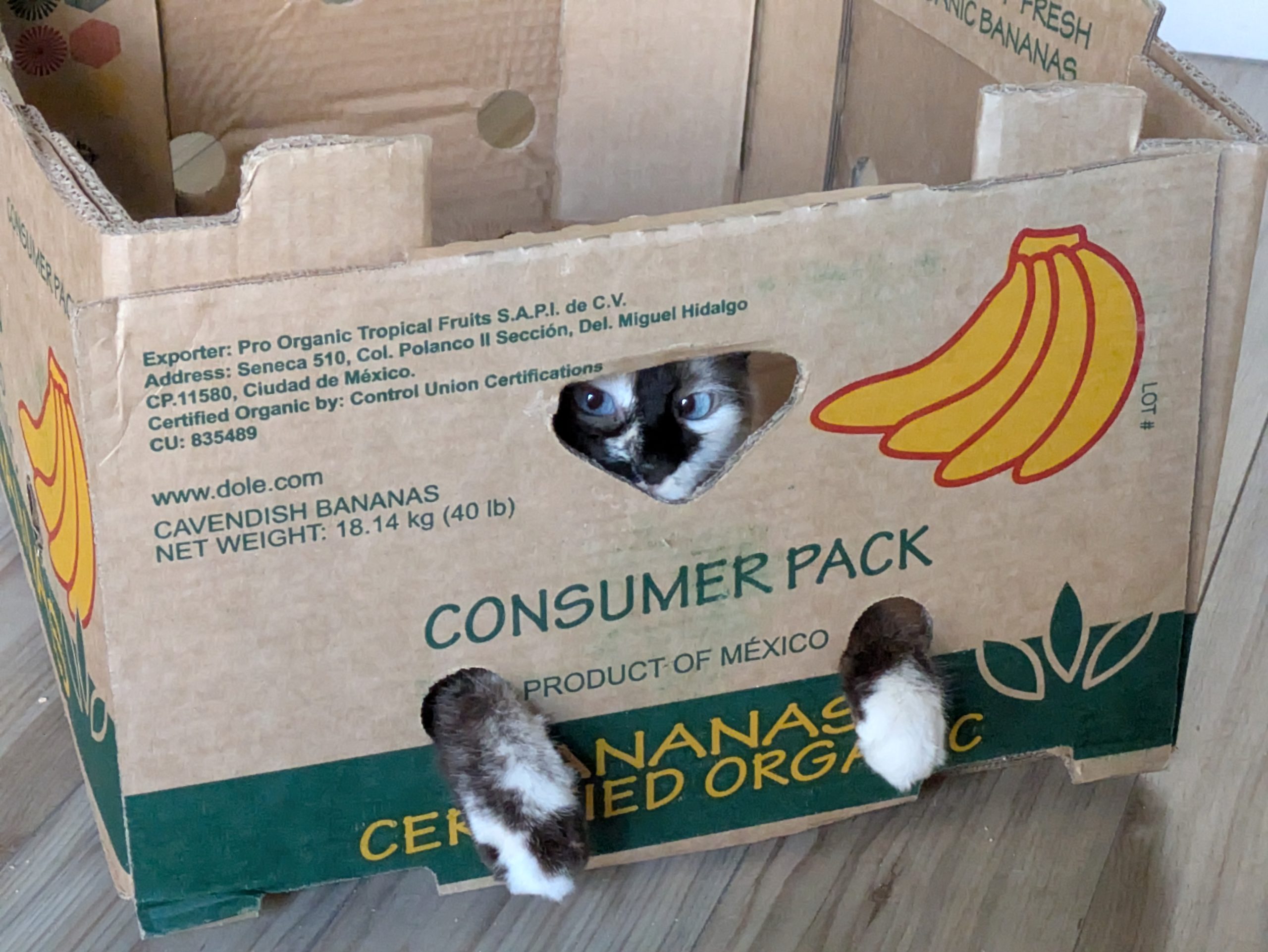 Marshmallow in a banana box, her paws sticking through two lower holes and her face peeking through the bigger top hole, giving criminal offensive side eye