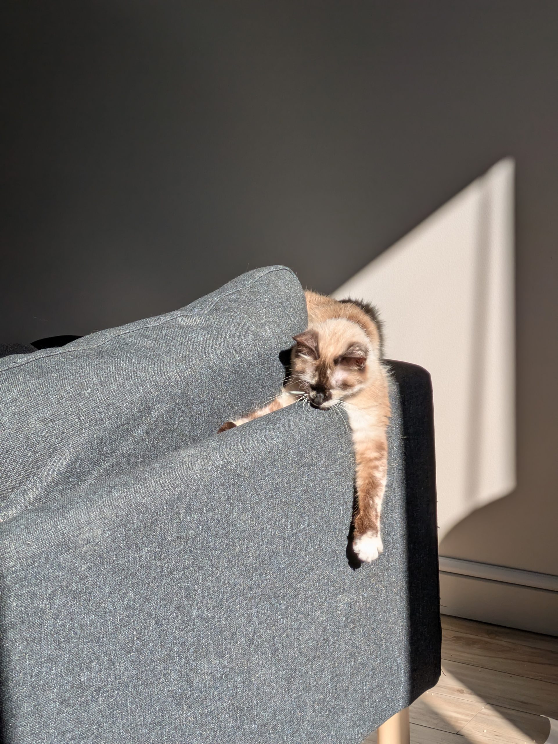 Marshmallow sprawled out on the back of the couch in the sun
