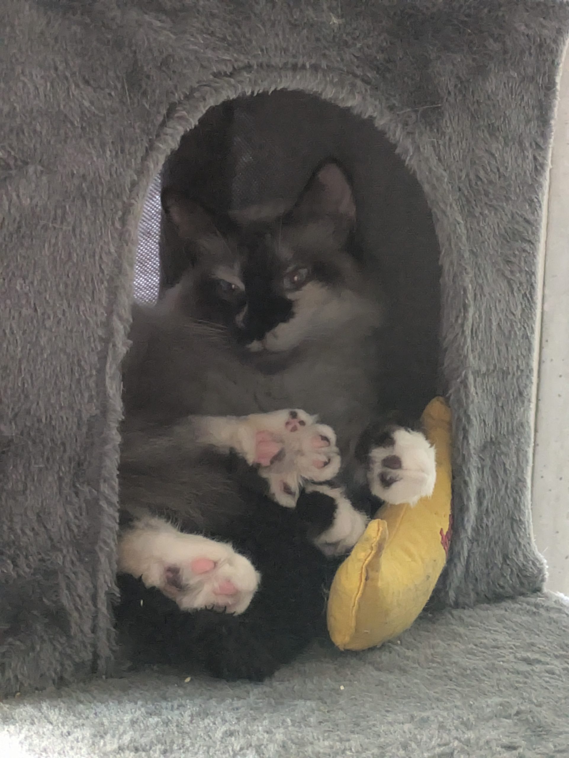 Marshmallow laying in a cat cave, sticking up her hind paw and splaying her toes