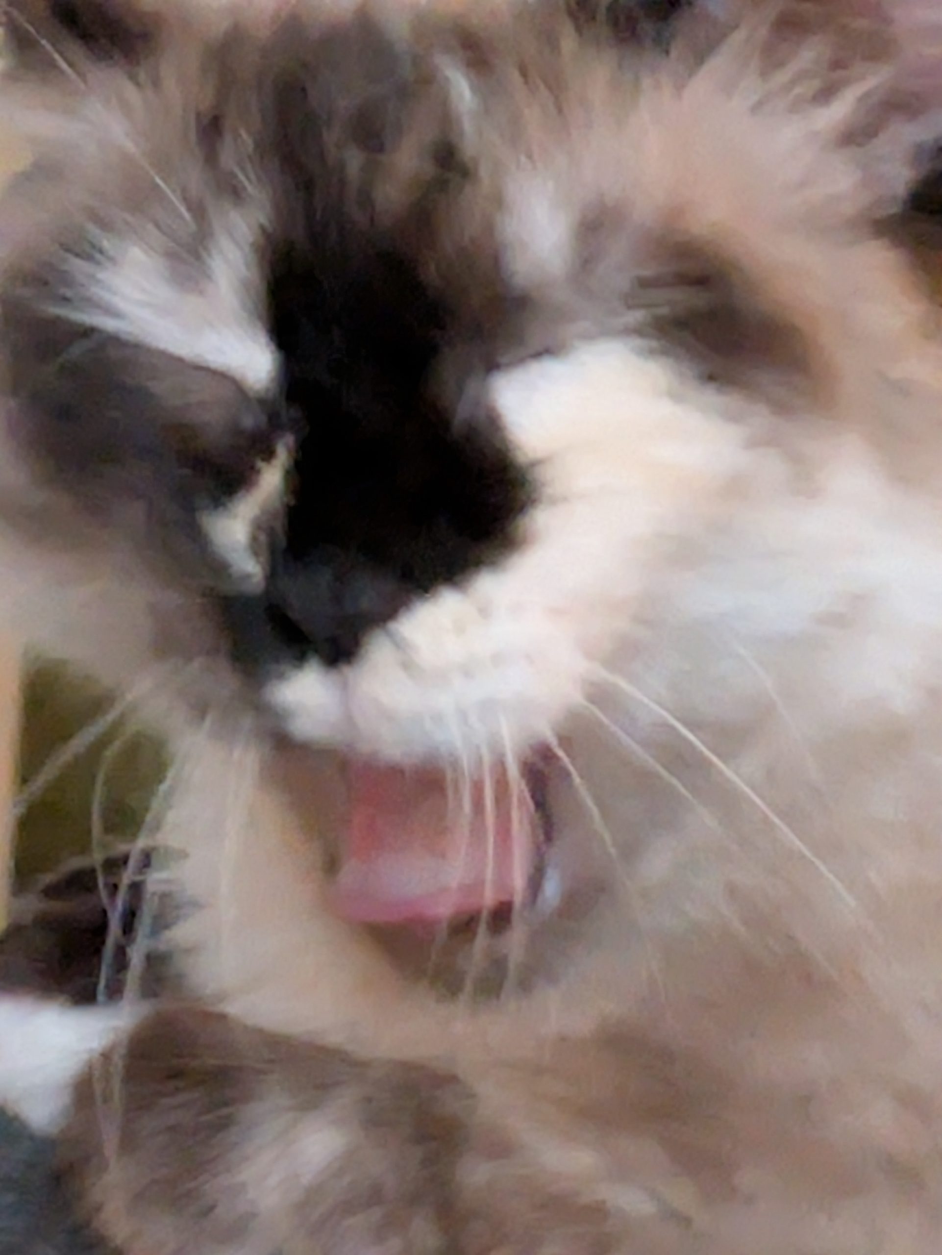 Marshmallow mid-yawn, super close up