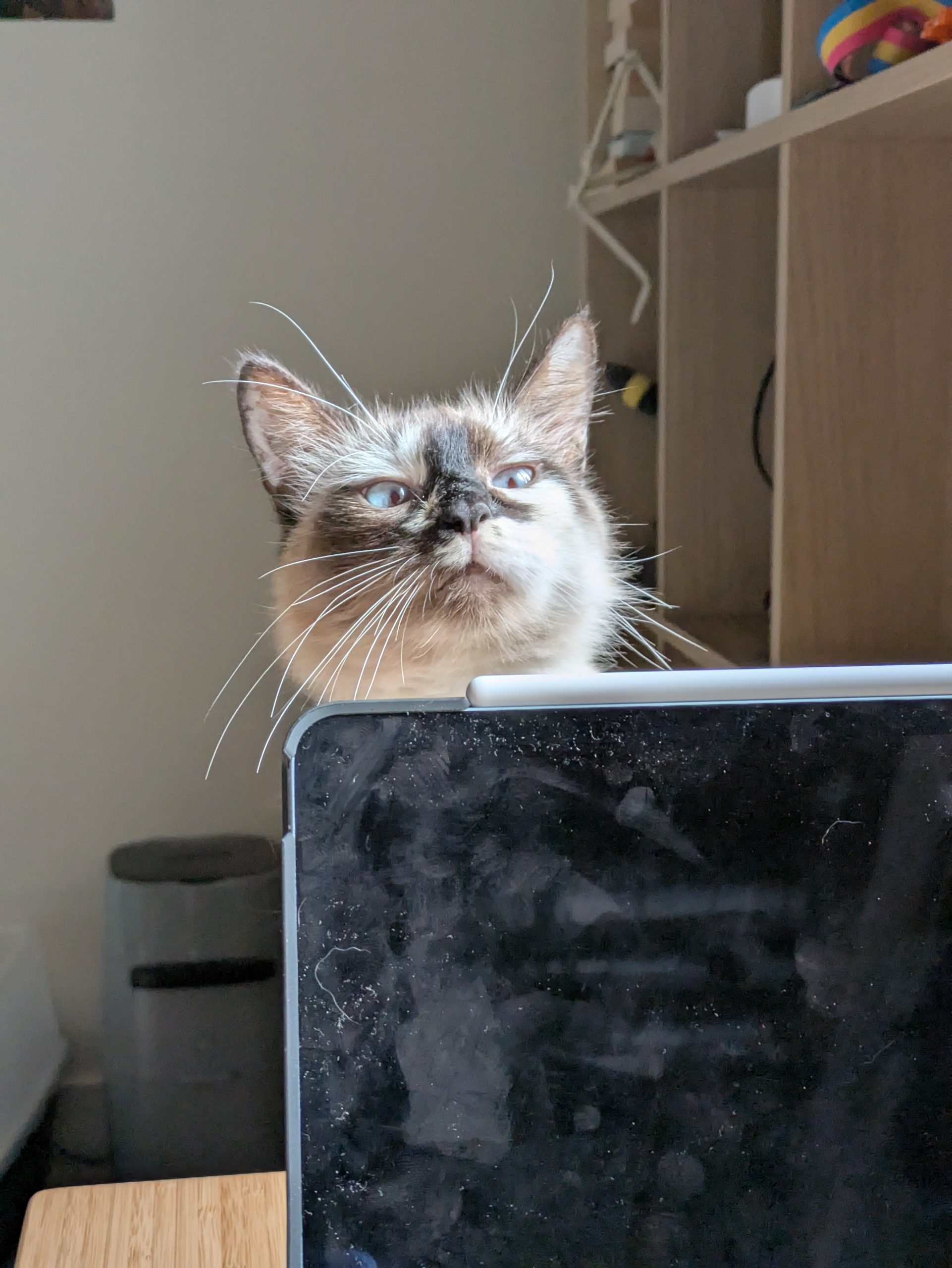 Marshmallow peeking over the top of an iPad put in place to stop her from raiding breakfast time