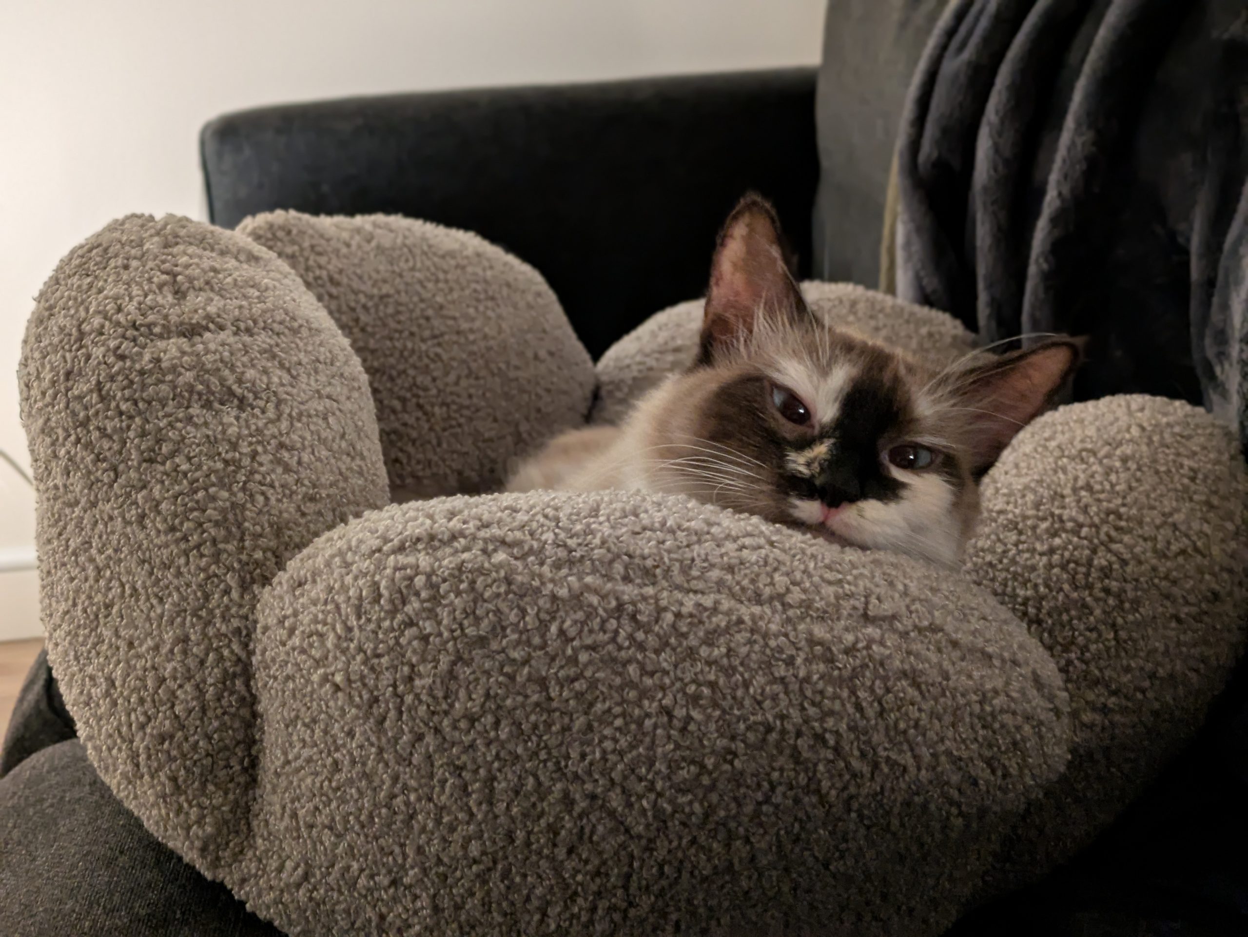 Marshmallow laying on a cat bed on a couch, super related, pupils dilated