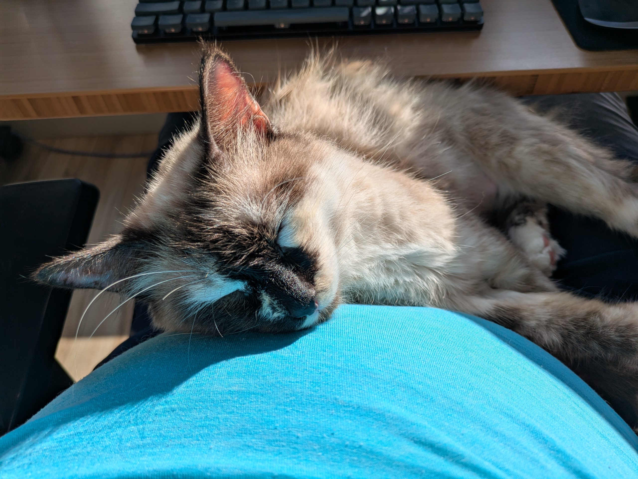 Marshmallow laying on Ben's stomach asleep