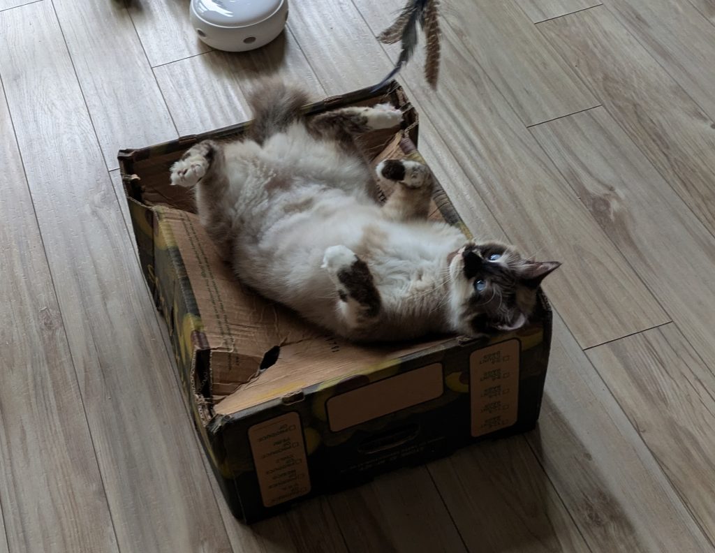 Marshmallow, on her back on an avocado box.