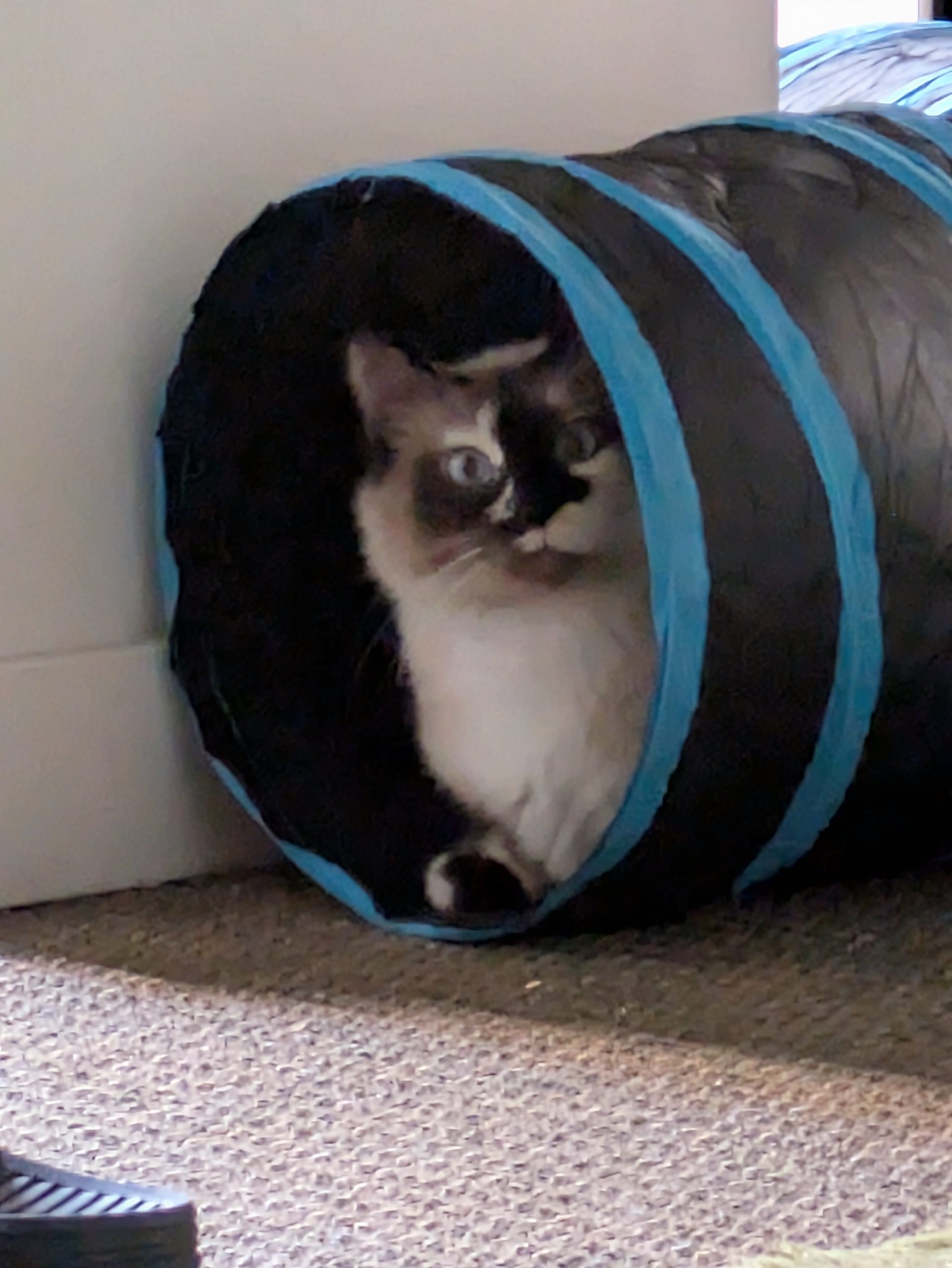 Marshmallow in a cat tube, eyes wide, ready for zoomies