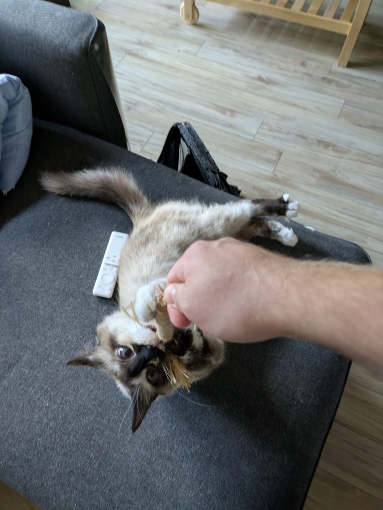 Marshmallow in full zoomies mode, clinging to a stick toy, eyes crossed and ears splayed, halfway on the couch.
