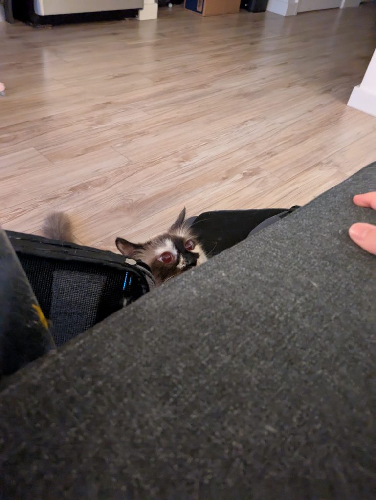 Marshmallow peeking over the edge of the couch at a hand, her eyes huge and ears splayed