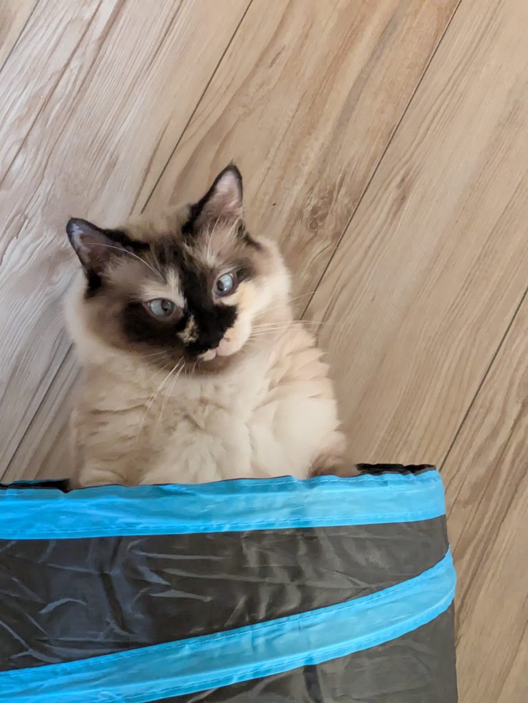 Marshmallow laying on her back, halfway in her cat tunnel, looking up at the camera with crossed eyes