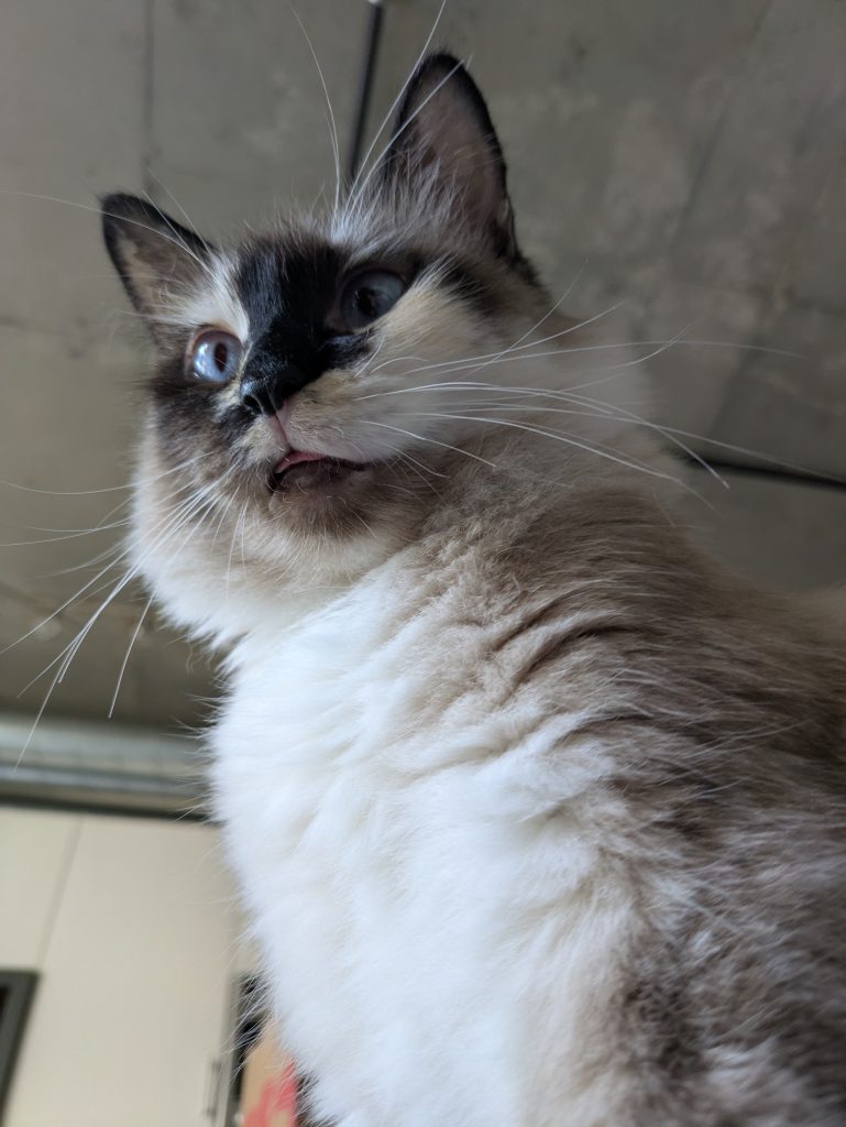 Marshmallow from a low angle, her tongue poking out a little bit